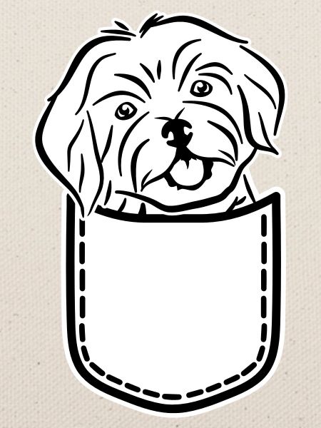Havanese