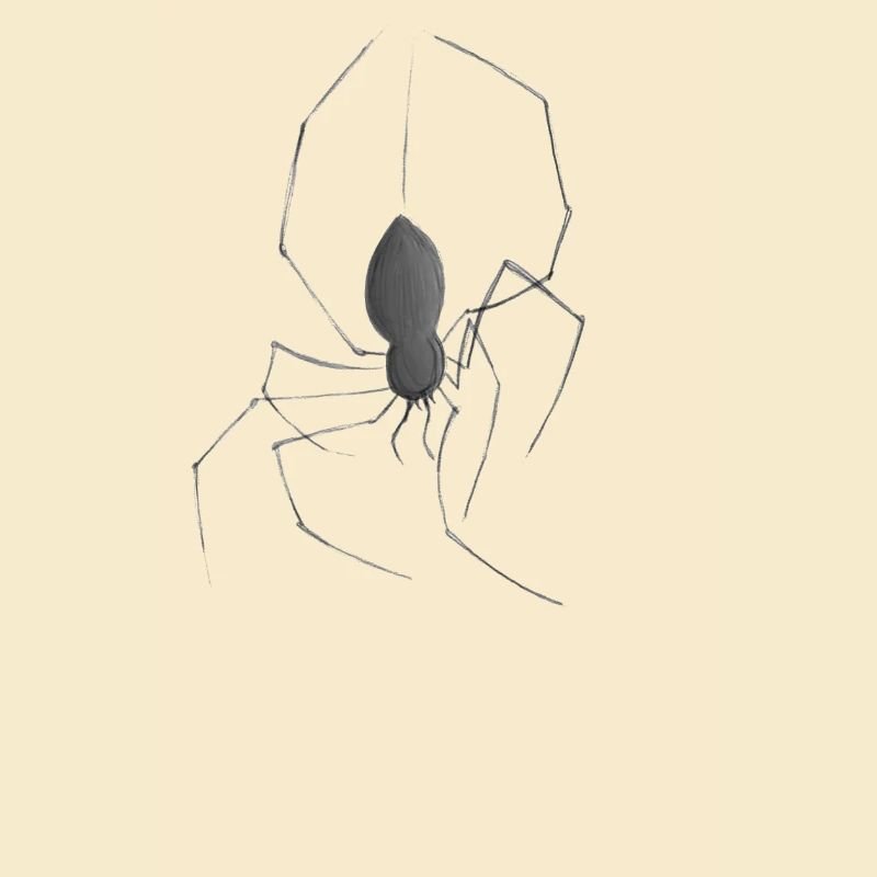 spider
