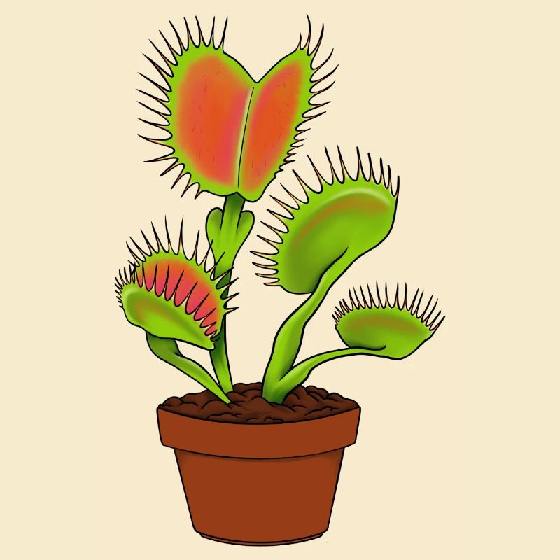Carnivorous plantVenus flytrap