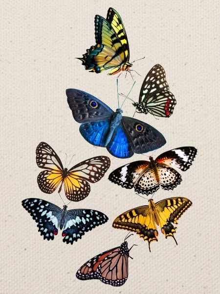 Bunter Schmetterling