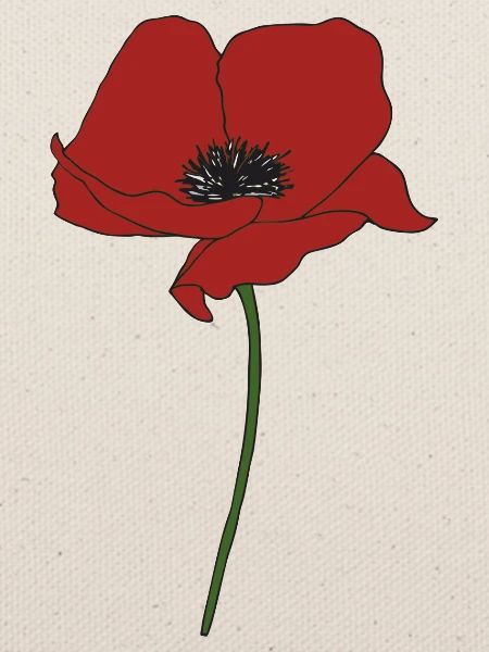 mohnblume