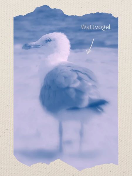 Wattvogel Foto Möwe Maritimes Geschenk