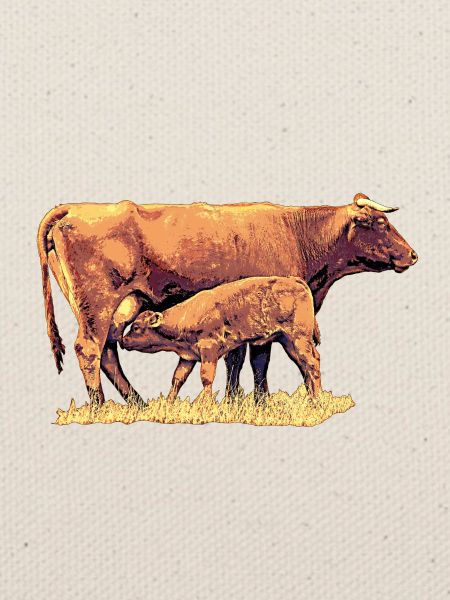 Kuh mit Kalb