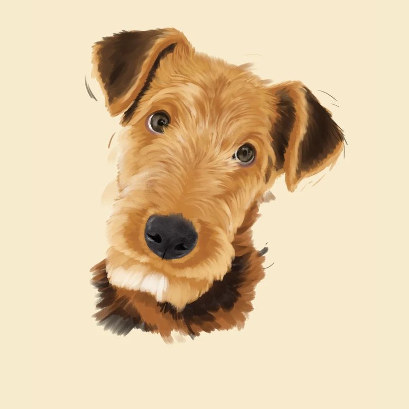 Airedale Terrier Hund