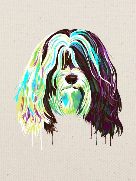 Splash Tibet Terrier Hund