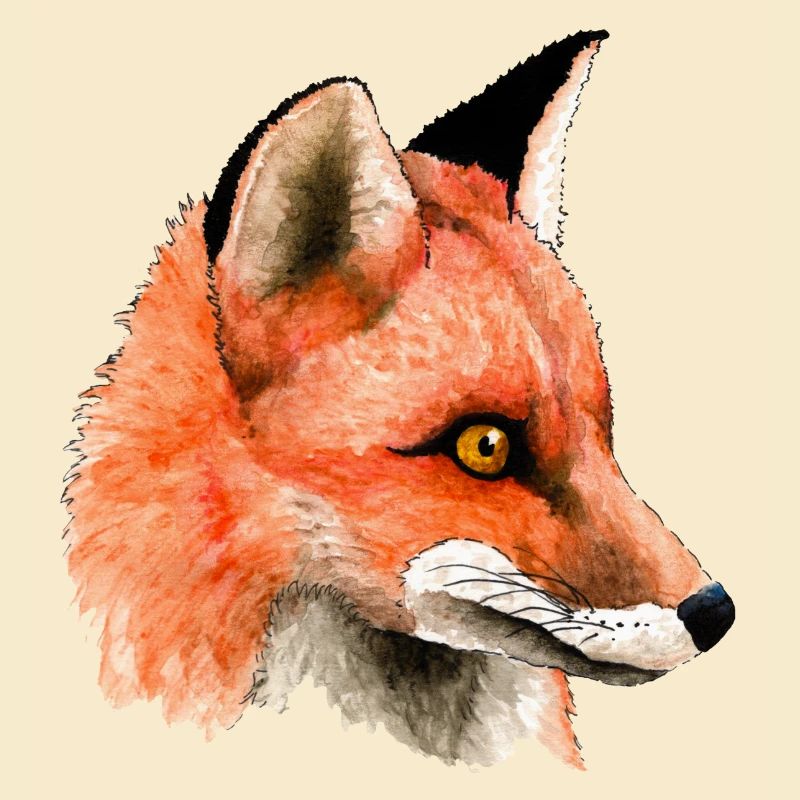 Fuchs