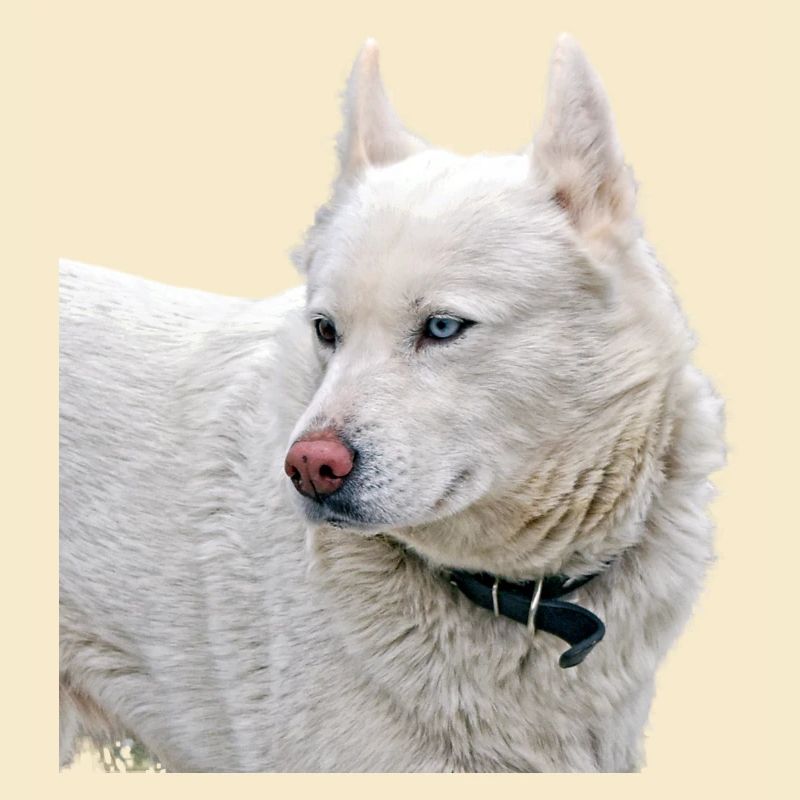 White Husky