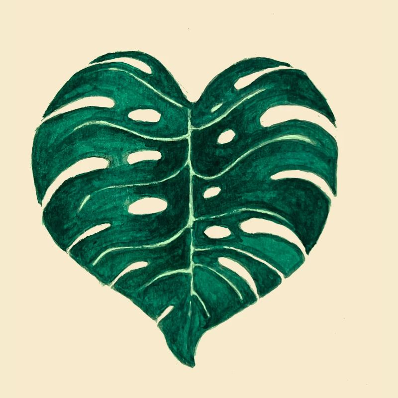Monstera Deliciosa leaf