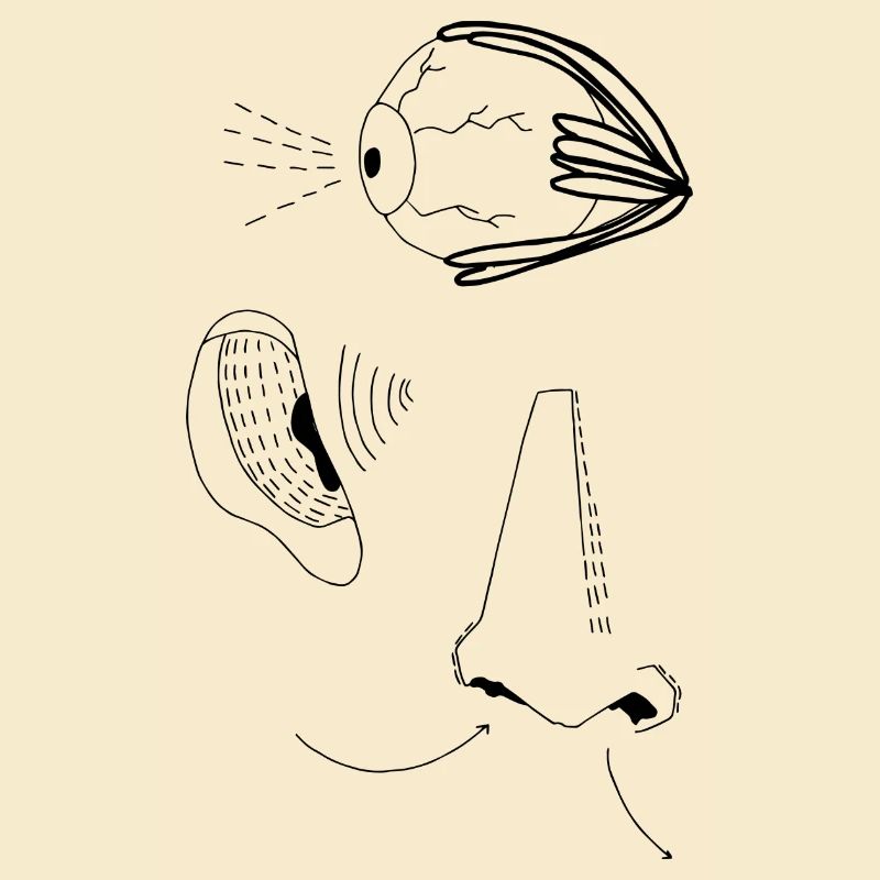 Nose ear eye gift idea organs