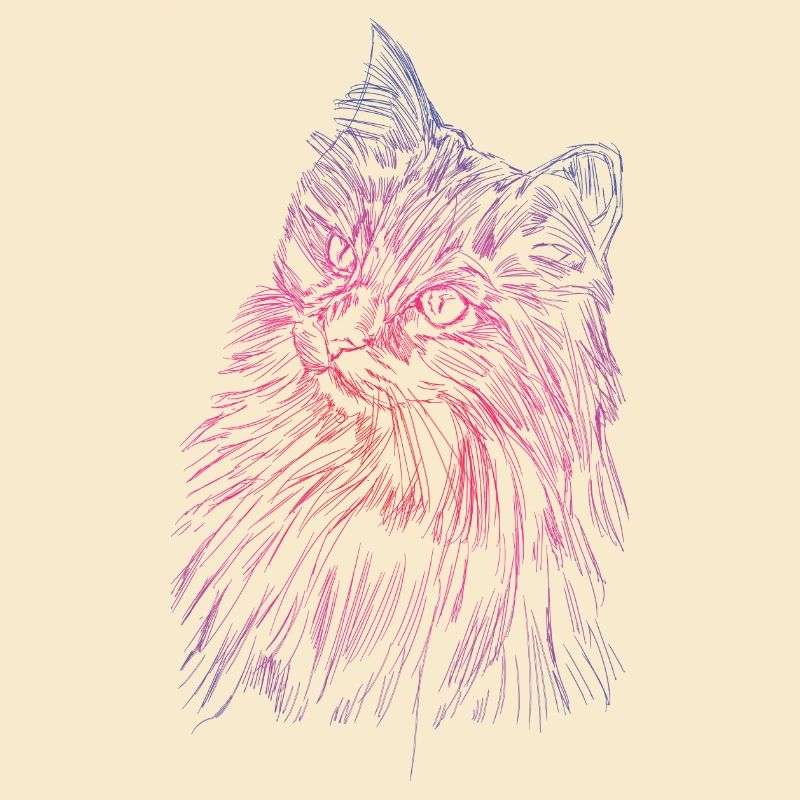 Visage de chat d'un chat persan comme chat domestique