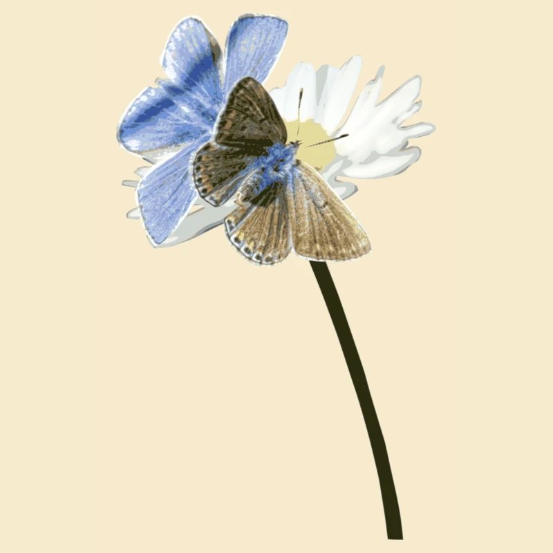 Zwei Bläuling Schmetterlinge auf einer Blüte