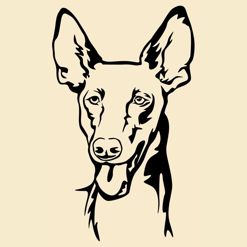 Pharaohund (Kelb-tal Fenek) Kopf