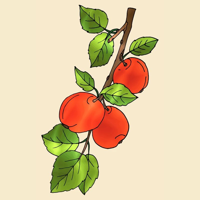 Äpfel