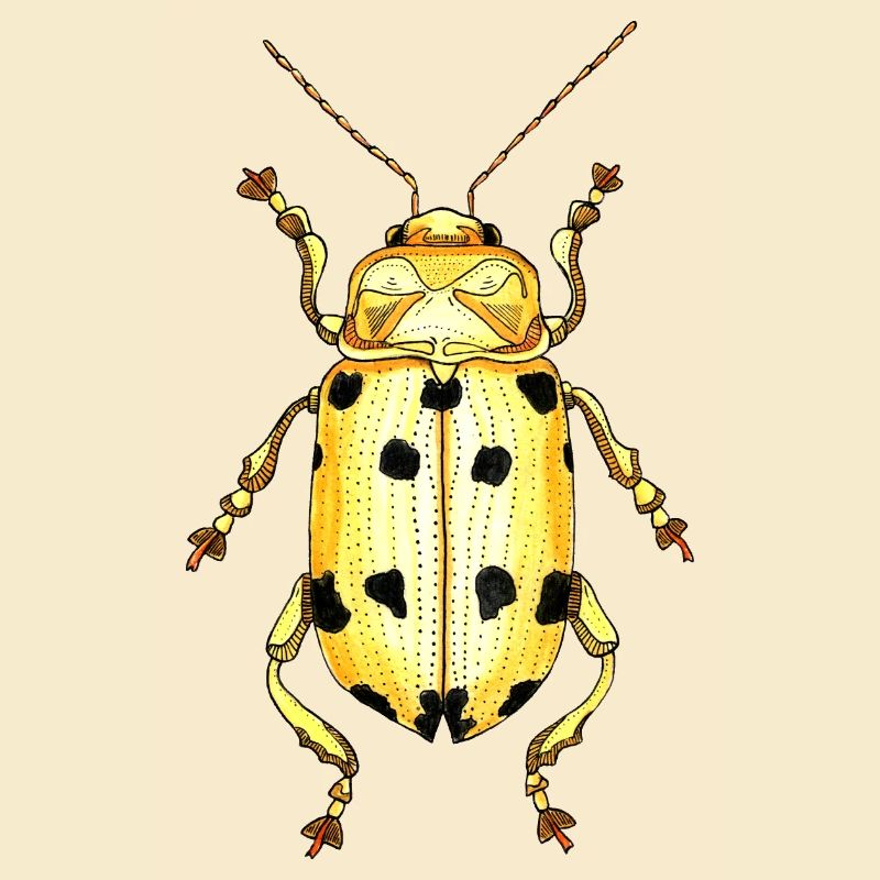 Big Beetle Stag - cerf géant