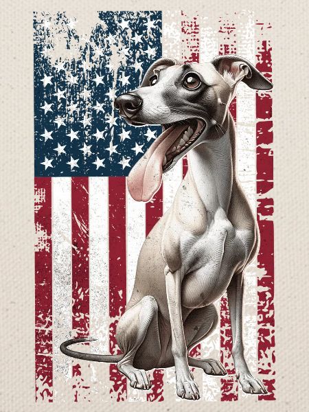 Whippet US Windhund