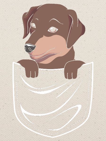 Rauhaardackel Dachshund
