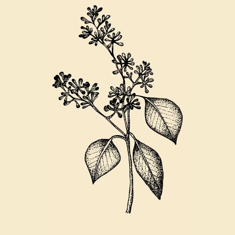 Eukalyptus