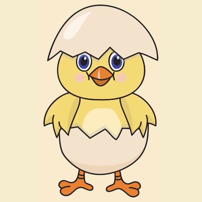 Chick chicken poultry