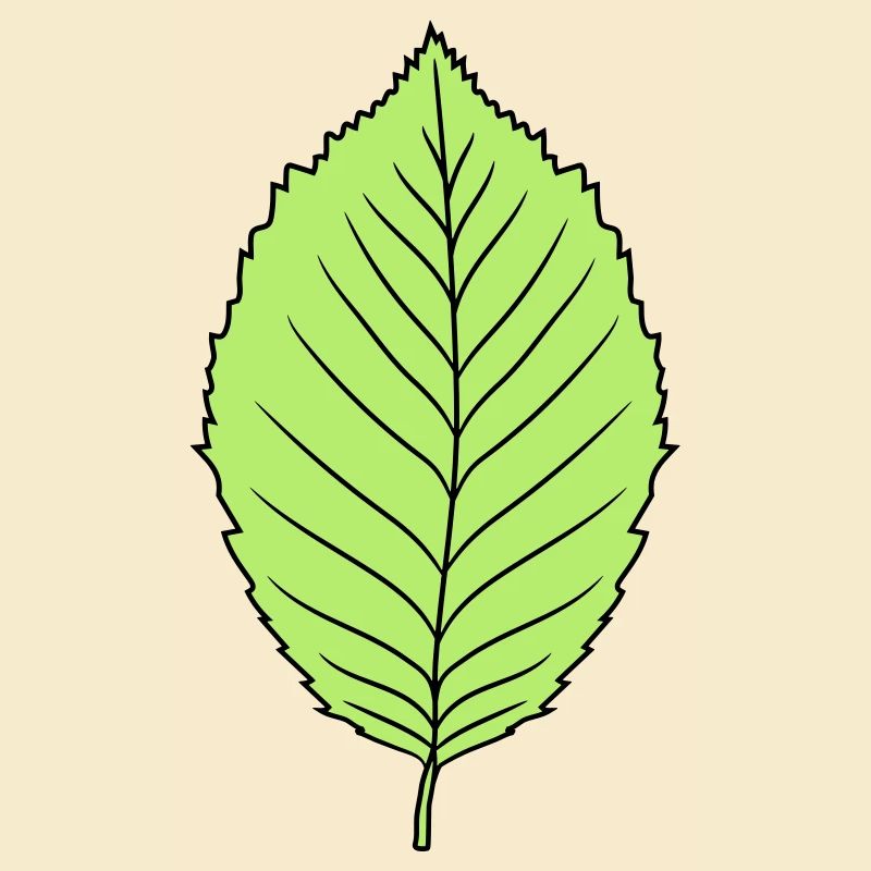 buche blatt baum pflanze form clipart design wald