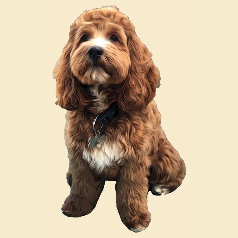 Chiot chien Cavapoo mignon