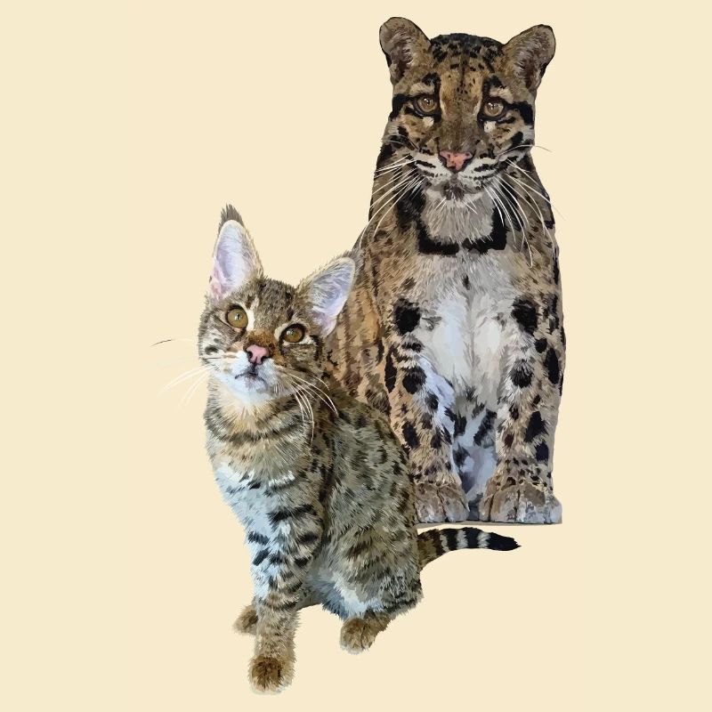 Nebelparder und Katze