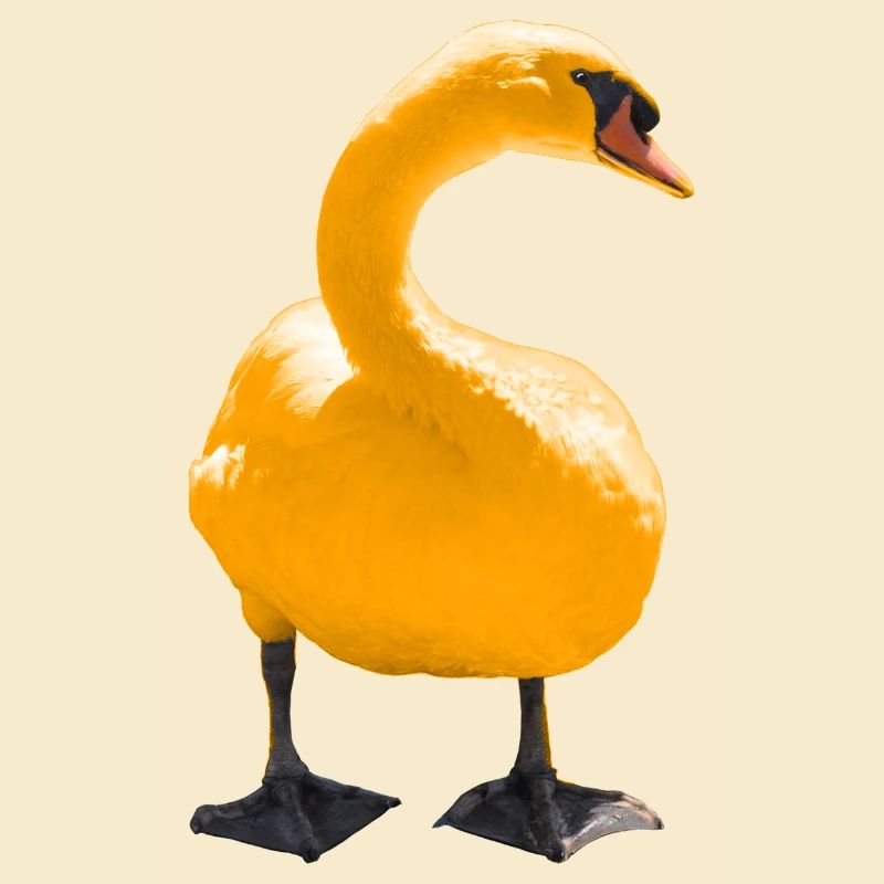 cygne