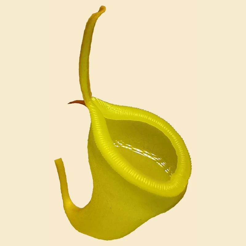 Nepenthes dubia