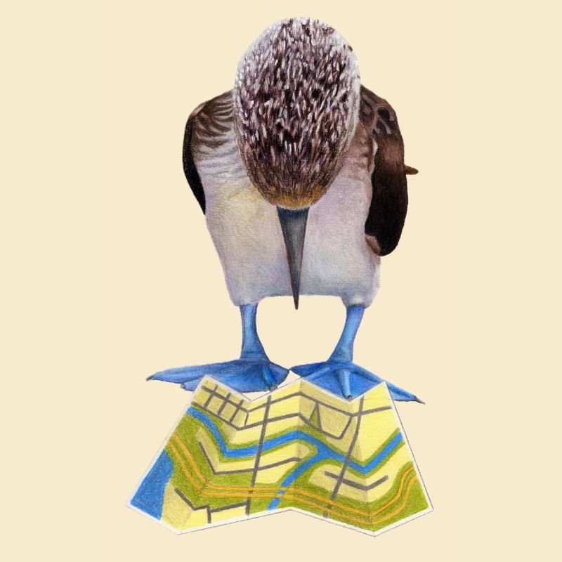 Blue-footed boobies road map