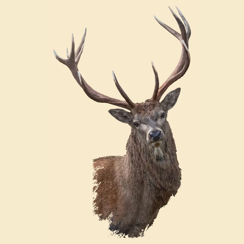 Hirsch