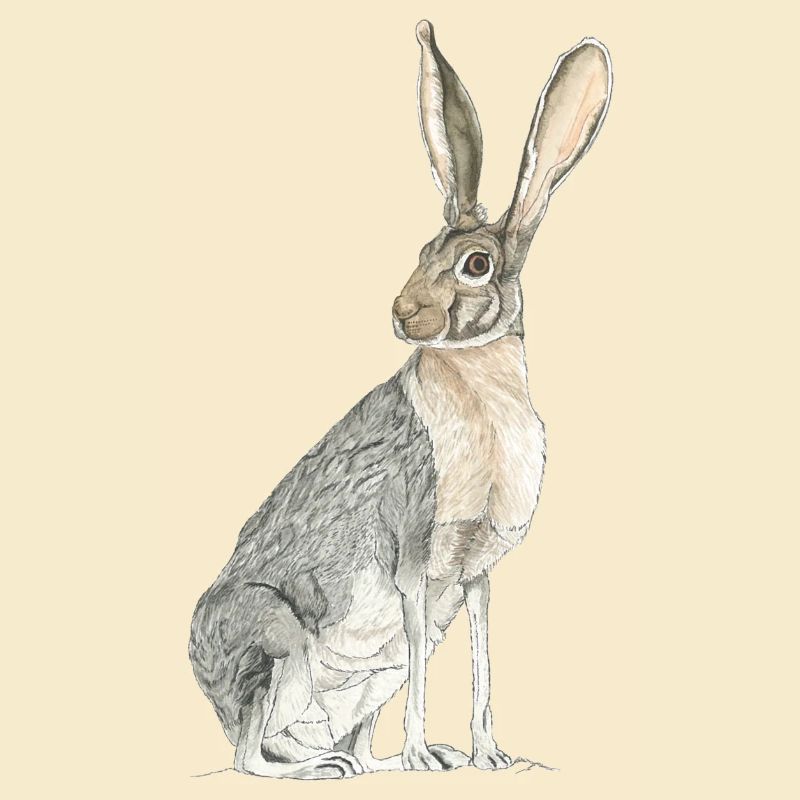 Rabbit with long spoons