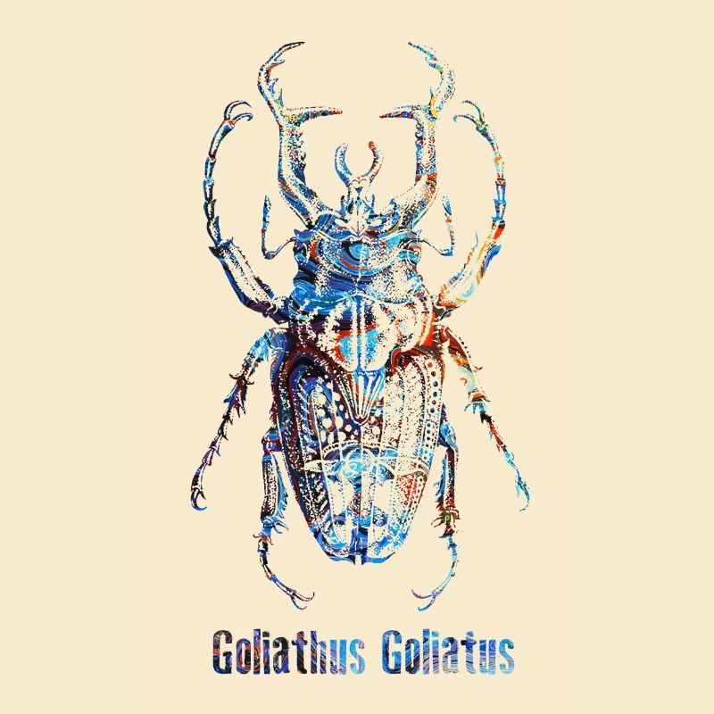 Skarabäus Goliathus Goliatus