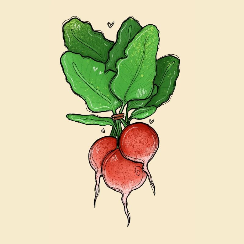 Radieschen Illustration