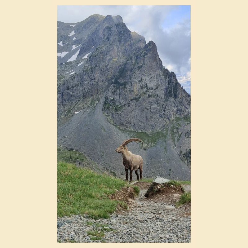 Steinbock