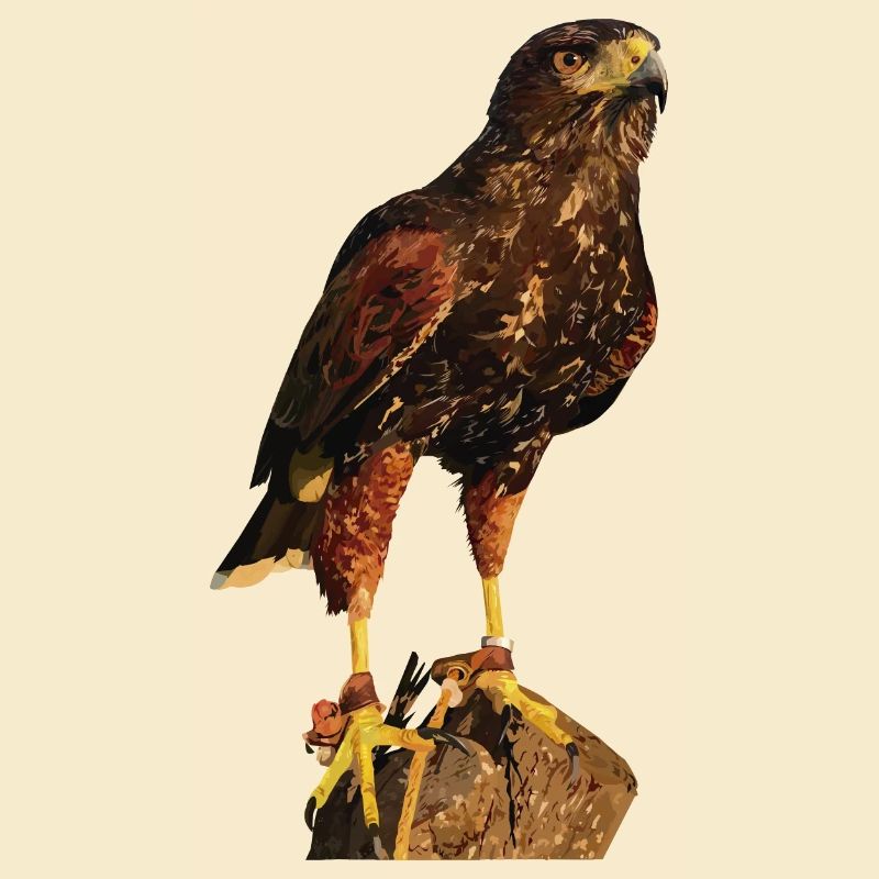 Reddish-reddish hawk