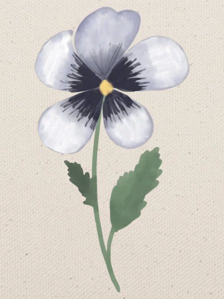 Pansy Violet