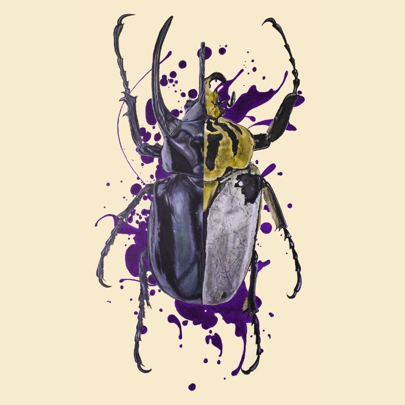 Coleoptera beetle beetle insect