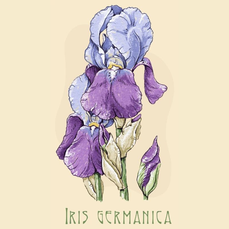 Dessin botanique de l’iris
