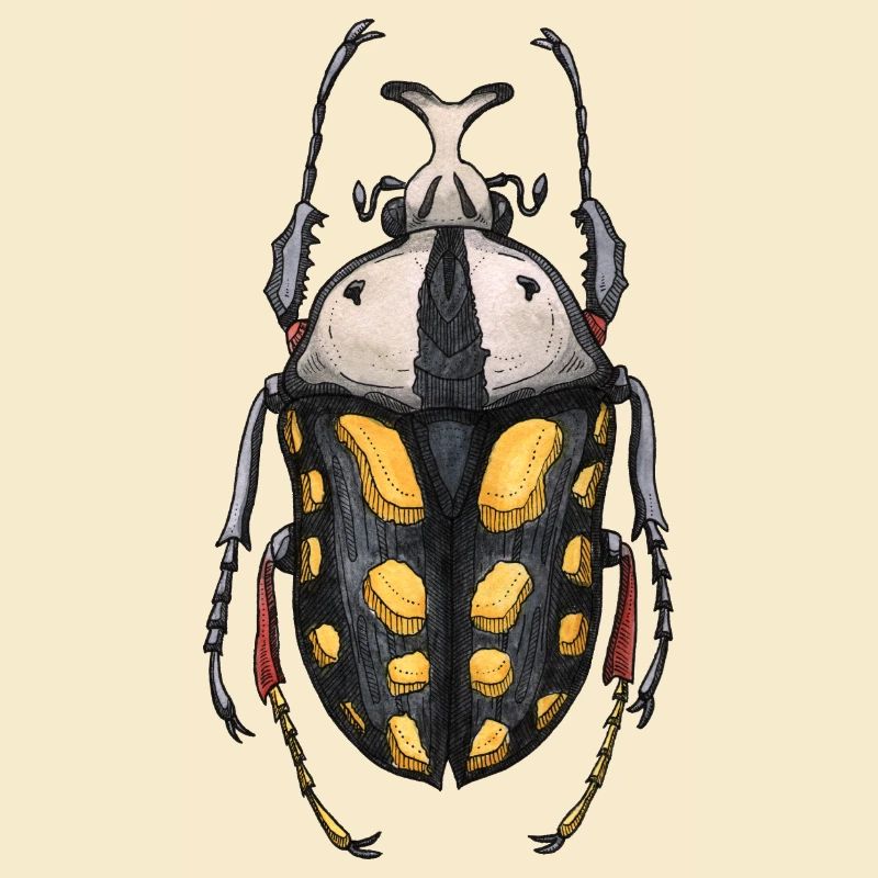 Big Beetle Stag - cerf géant
