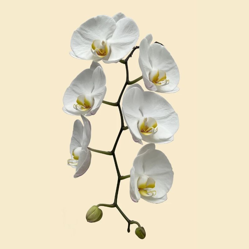 Orchidee