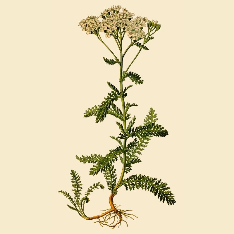 herbes thym romarin persil origan aneth