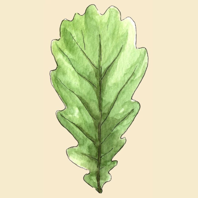 Blatt einer Eiche