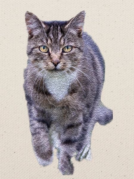 cat
