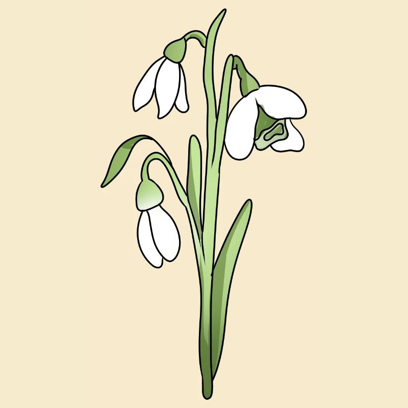 Schneeglöckchen