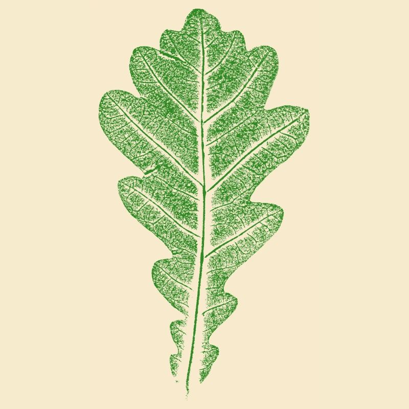 Blatt Eiche / Eichenblatt - Blätter WALD & Natur