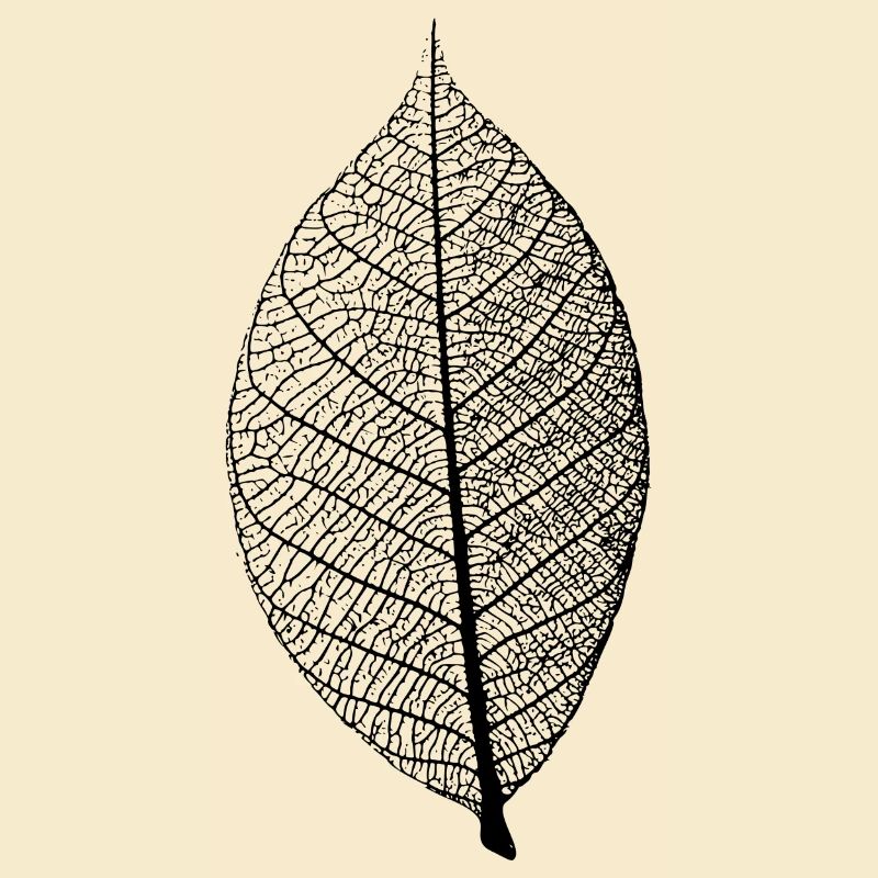 leaf tree forest skeleton pattern nerve love heart