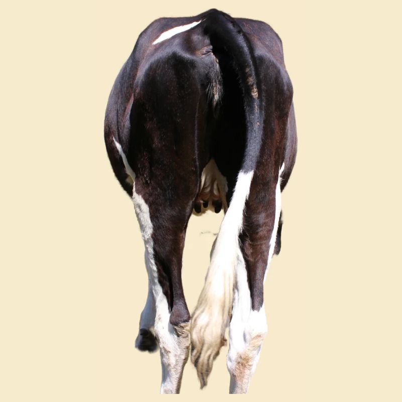 Vache