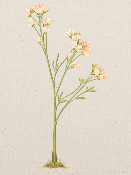 Zarte Blüten