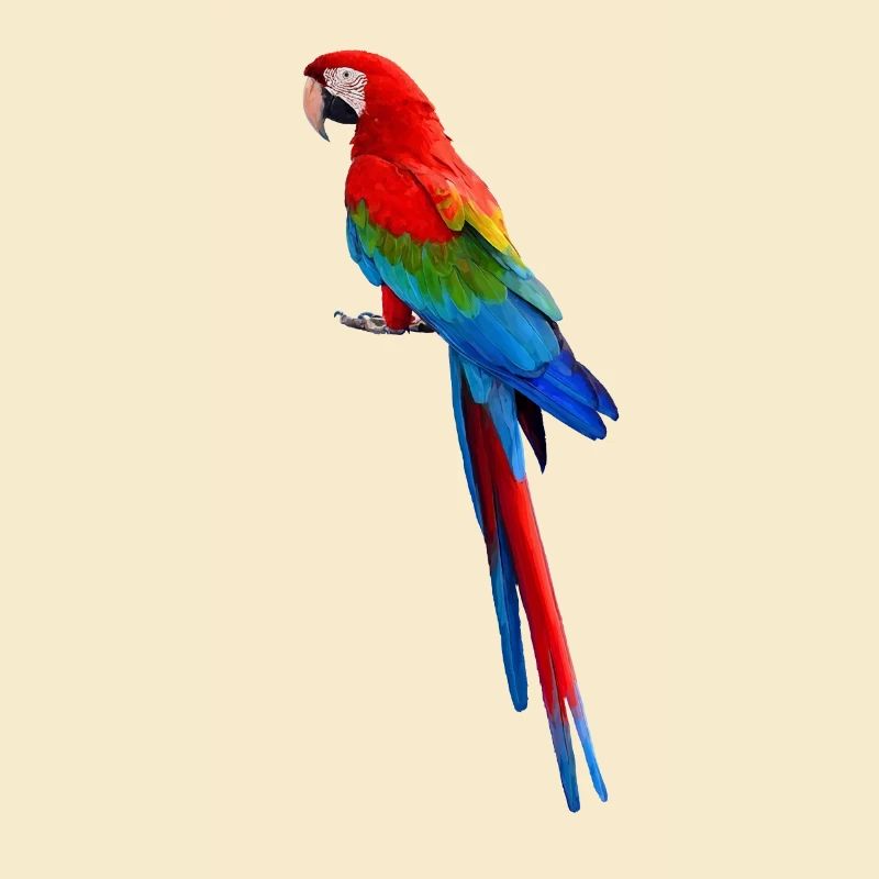Parrot