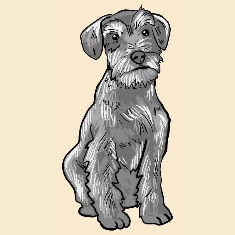 Schnauzer Hund