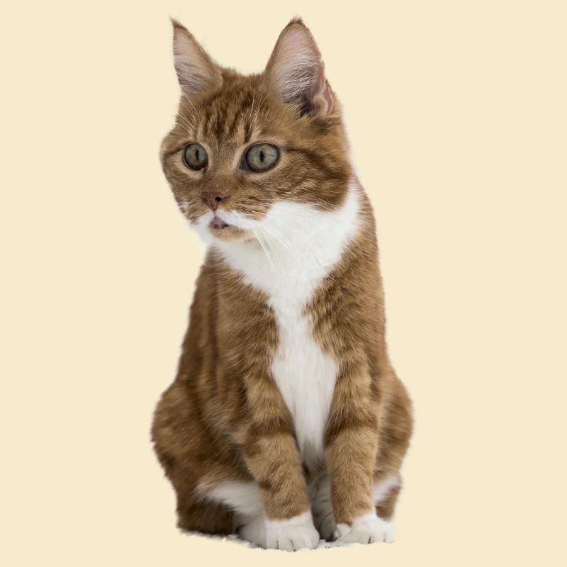 Lustige Katze